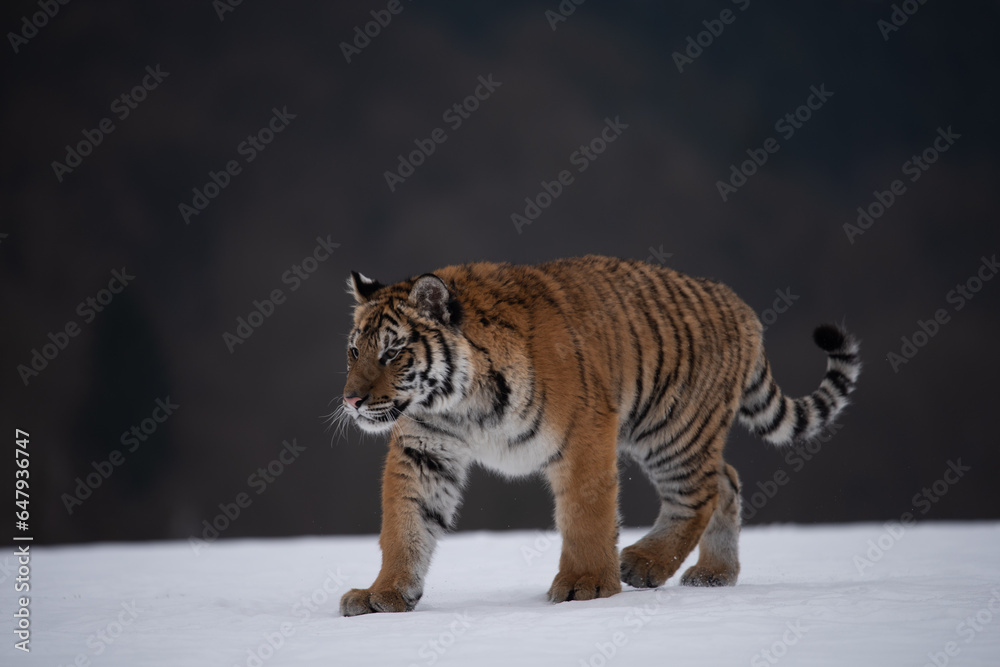 Obraz premium Siberian Tiger running in snow. Beautiful, dynamic and powerful photo of this majestic animal. Set in environment typical for this amazing animal. Birches and meadows