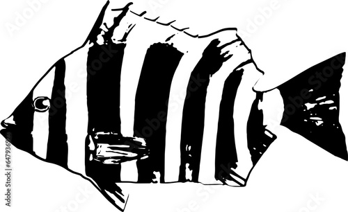 イシダイの魚拓のイラスト