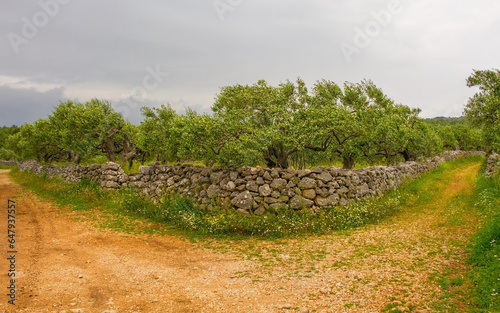 An olive grove in the spring landscape near Loziscz village on Brac Island in Croatia photo