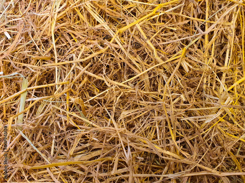 Straw uses as bedding for animals, maintaining body temperature in cold climates.