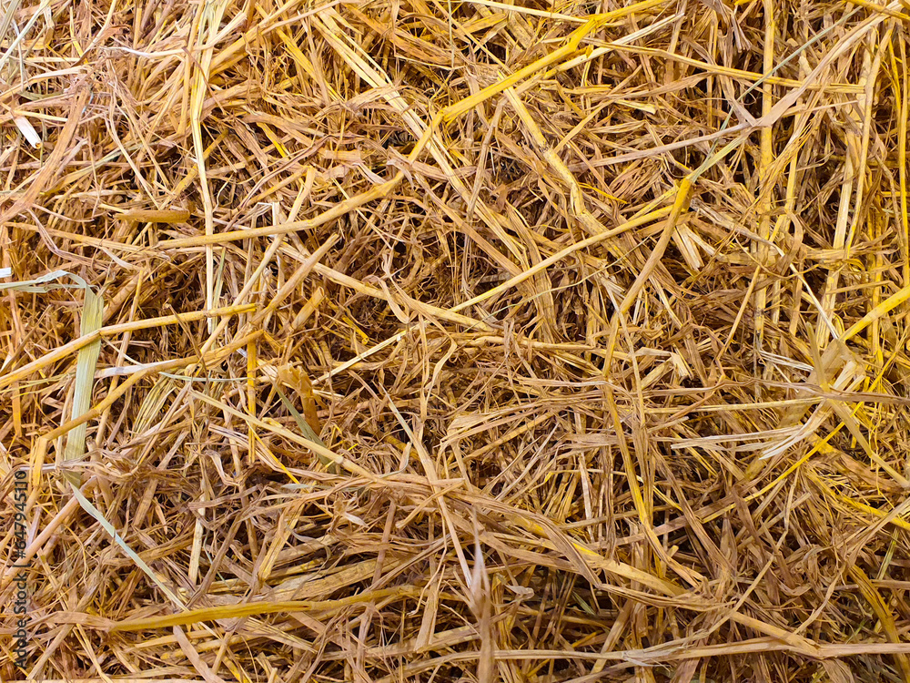 Straw uses as bedding for animals, maintaining body temperature in cold climates. Straw uses as bedding for animals, maintaining body temperature in cold climates.