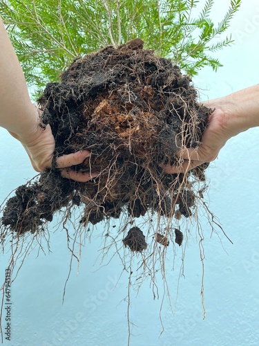 Branch root of ellwood's gold (claret tops honey myrtle) preparing for repotting.  photo