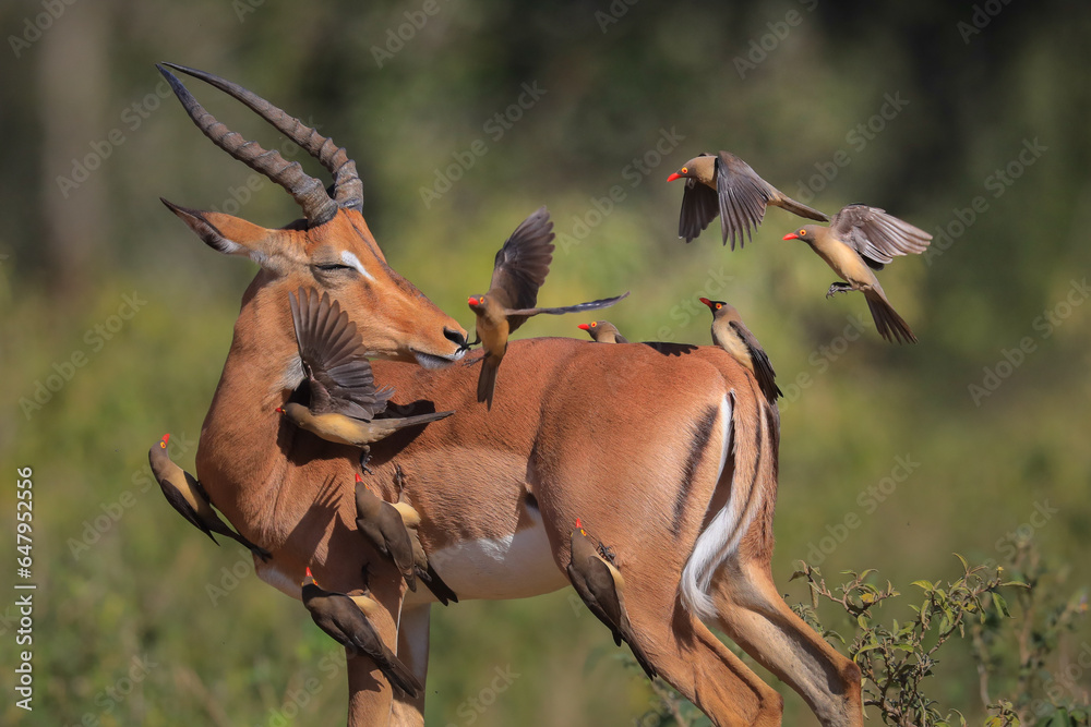 Impala chasing red-billed oxpeckers off its back - obrazy, fototapety, plakaty 