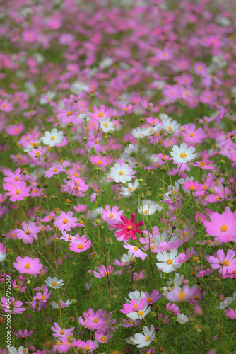 Field full of cosmos flowers but only one is purple