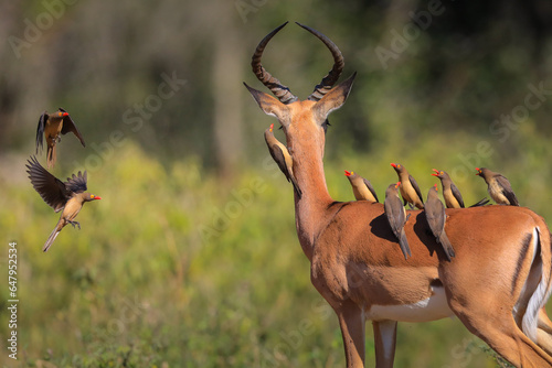 Flock of red-billed oxpeckers congregating on an impala photo