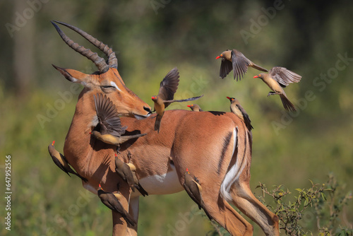 Impala chasing red-billed oxpeckers off its back