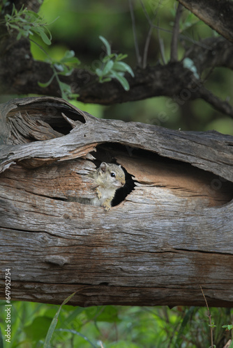 Squirrel at its nest in a tree trunck photo