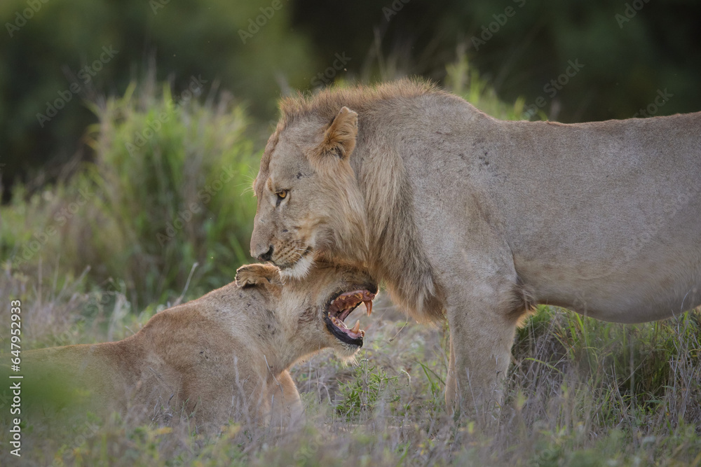 Naklejka premium Two lions interacting after eating together