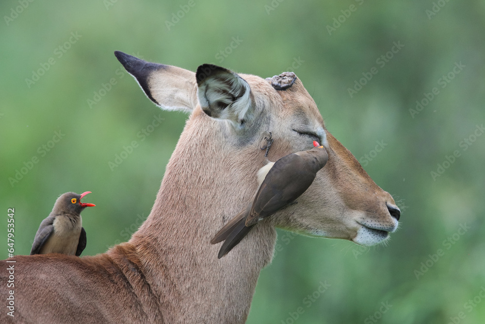 Fototapeta premium Red-billed oxpecker cleaning eye of impala with broken horns