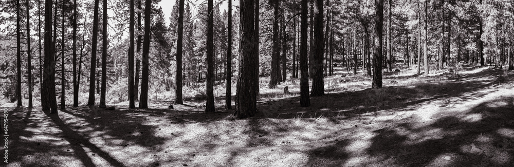 Fototapeta premium Black and white panorama landscape of pine trees in a forest 