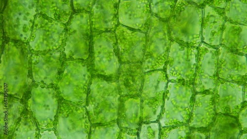 A closeup view of lush greenery and vibrant cells. Ideal for scientific study and artistry. Discover the beauty of nature