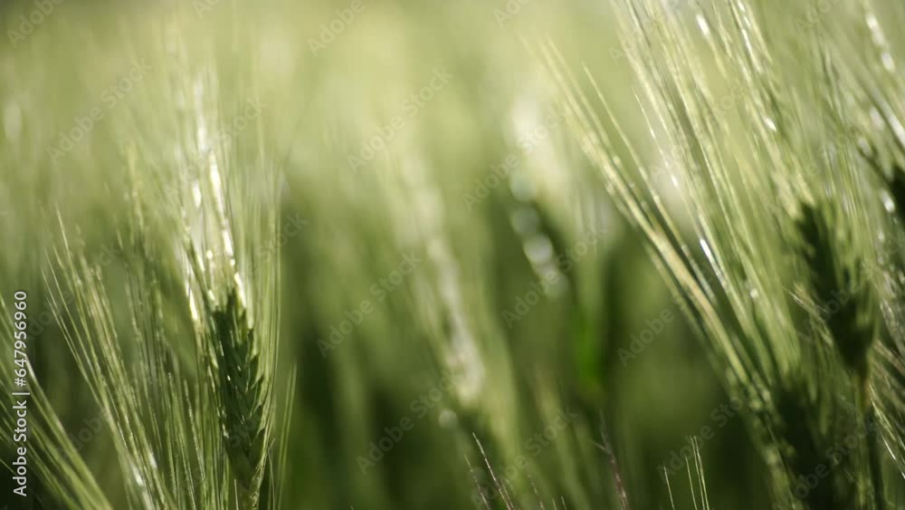 Wheat green field agriculture. The wind sways ears of barley wheat in the field, waves of crops at sunset. Agricultural business Wheat green field agriculture. The wind sways ears of barley wheat in the field, waves of crops at sunset. Agricultural business