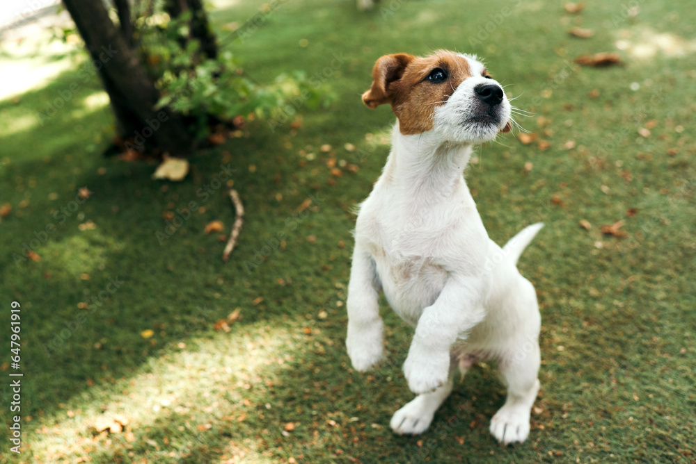 a jack russell terrier puppy on a green jump and stands on its hind legs. copy space