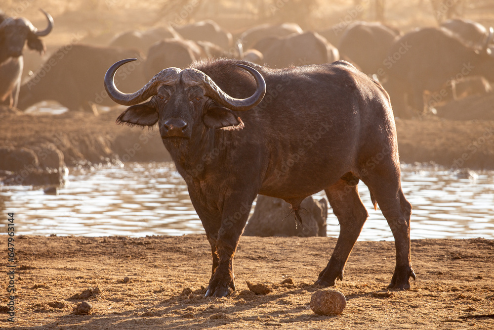 Wilde Büffel in Simbabwe