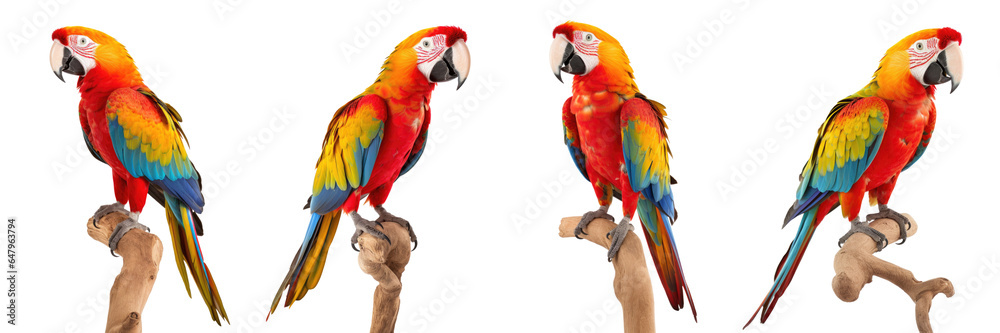 Collection of beautiful fullbody macaw parrot standing on tree isolated on white background 