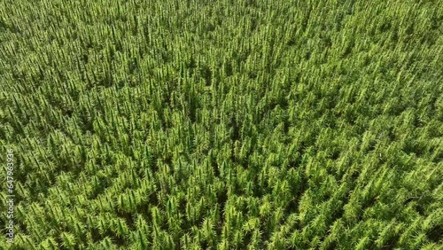 Landwirtschaft, Anbau von Hanf