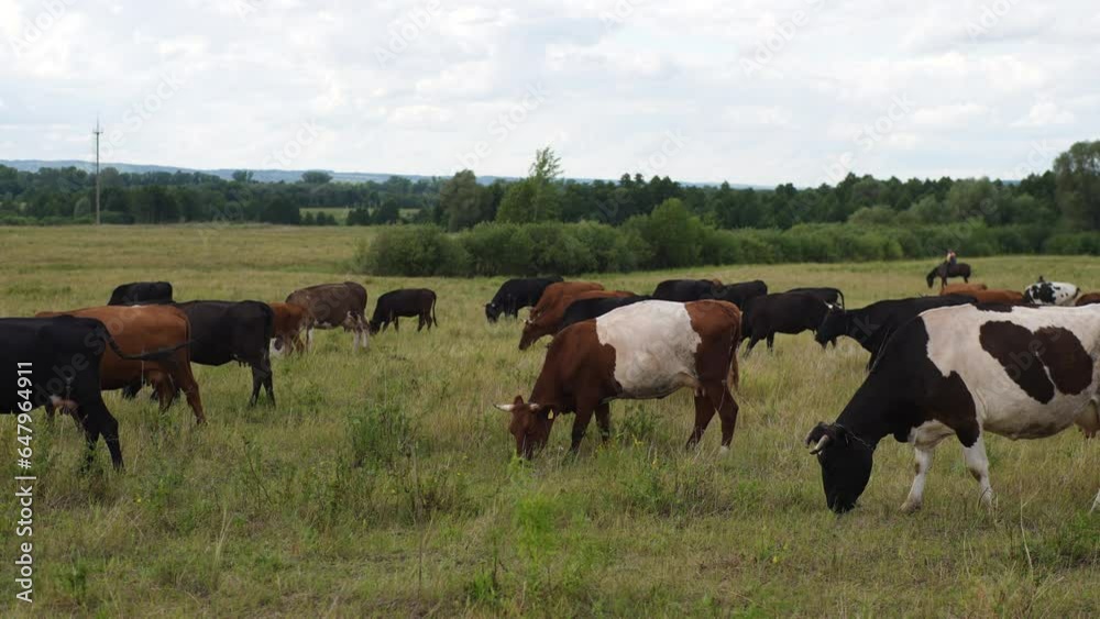 Side view of group beautiful grazing free-range black, brown and spotted cows in field farm on cloudy summer day, raising livestock for beef meat, obtaining milk. Shooting in slow motion. Side view of group beautiful grazing free-range black, brown and spotted cows in field farm on cloudy summer day, raising livestock for beef meat, obtaining milk. Shooting in slow motion.
