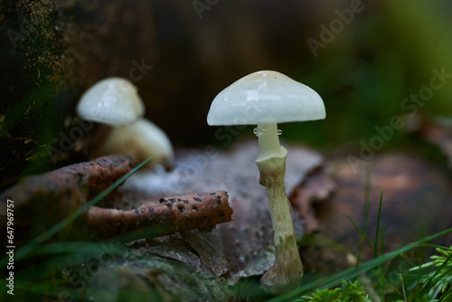White parasitic mushrooms in the forest