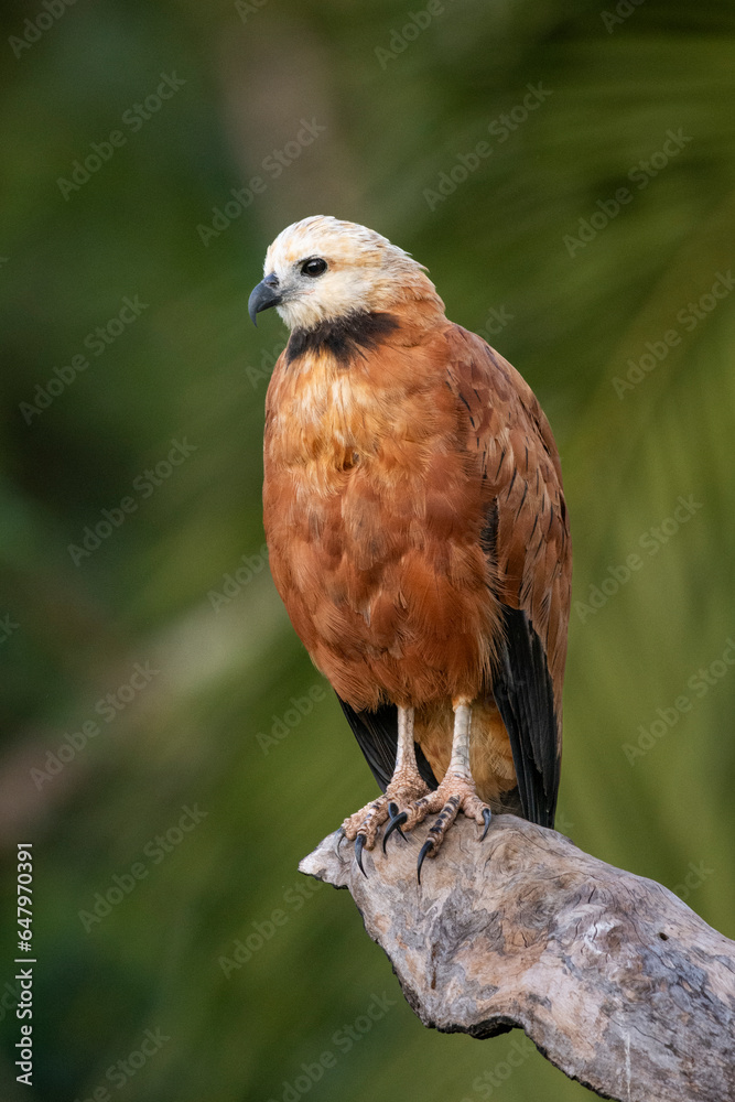 Beautiful view to Black-collared-hawk in the Miranda Pantanal Beautiful view to Black-collared-hawk in the Miranda Pantanal