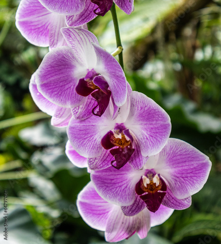 Purple, pink, and white orchid blooms photo