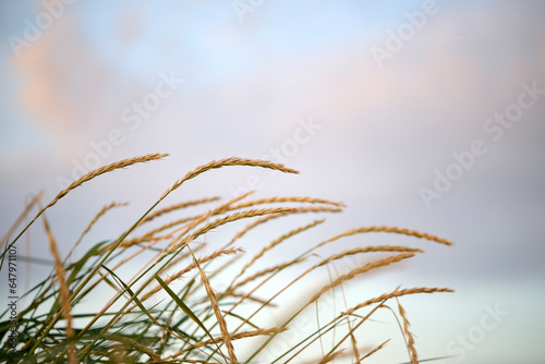 Photos Golden ears of wheat in field