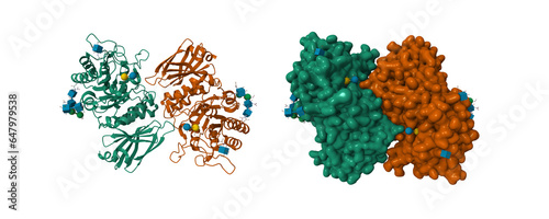 Human alpha-galactosidase substarate bound. 3D cartoon and Gaussian surface models, PDB 3hg3, white background