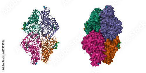 Structure of human beta-glucuronidase. 3D cartoon and Gaussian surface models, PDB 3hn3, white background photo