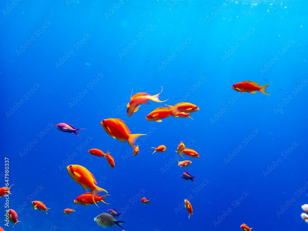 Naklejka premium A school of bright red fish in the coral reef of the Red Sea