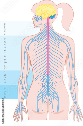 human body silhouette and nervous system, vector illustration.