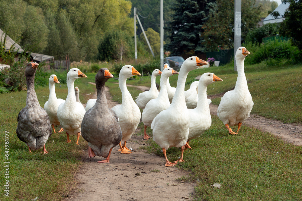 A flock of geese walks through the village. A flock of geese walks through the village.