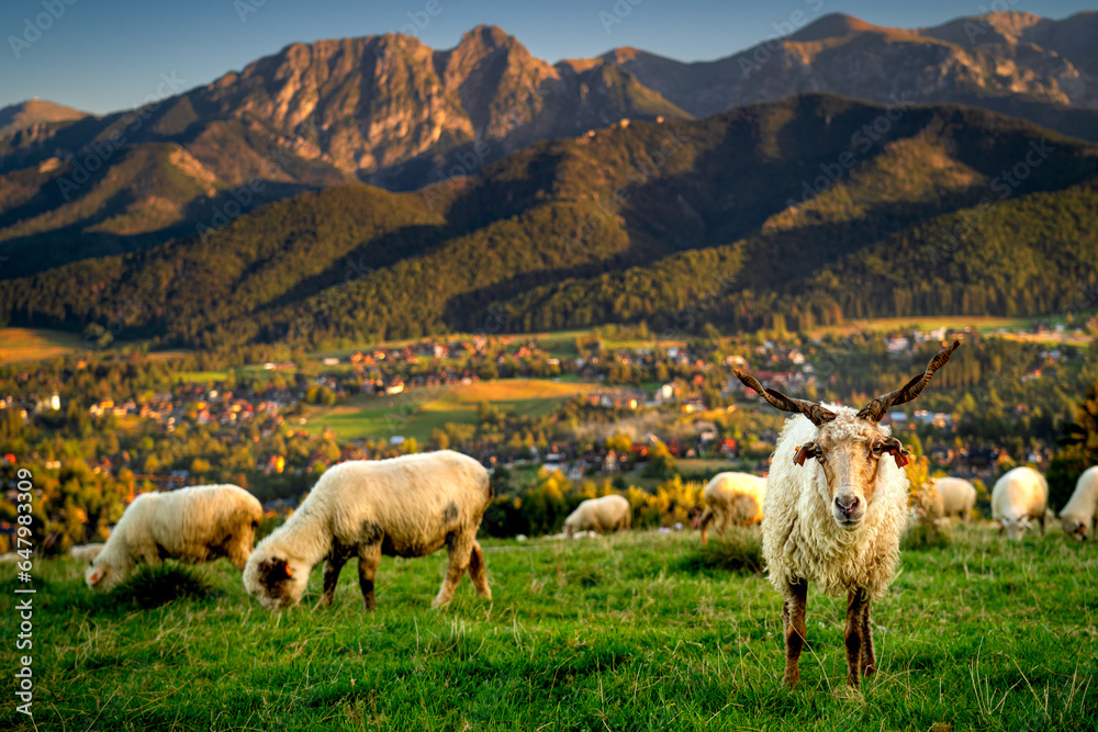 Countryside with a view of the Tatra mountains, Giewont, Poland. Sheep
in the foreground and mountains in the background. Evening in the Podhale region. 

 - obrazy, fototapety, plakaty 