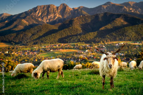 Countryside with a view of the Tatra mountains, Giewont, Poland. Sheep in the foreground and mountains in the background. Evening in the Podhale region.