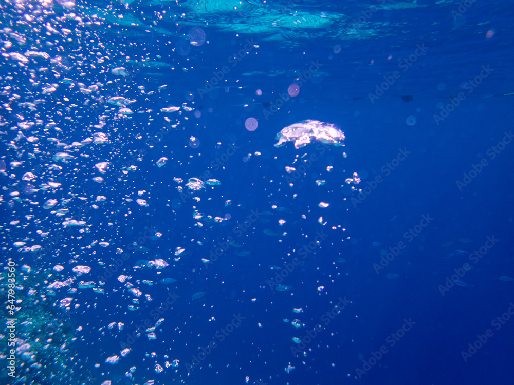 Fototapeta premium Large air balloons rise from the seabed in the coral reef of the Red Sea