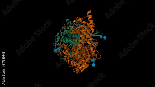Crystal structure of human diamine oxidase. Animated 3D cartoon and Gaussian surface models, chain id color scheme, PDB 3hi7, black background photo
