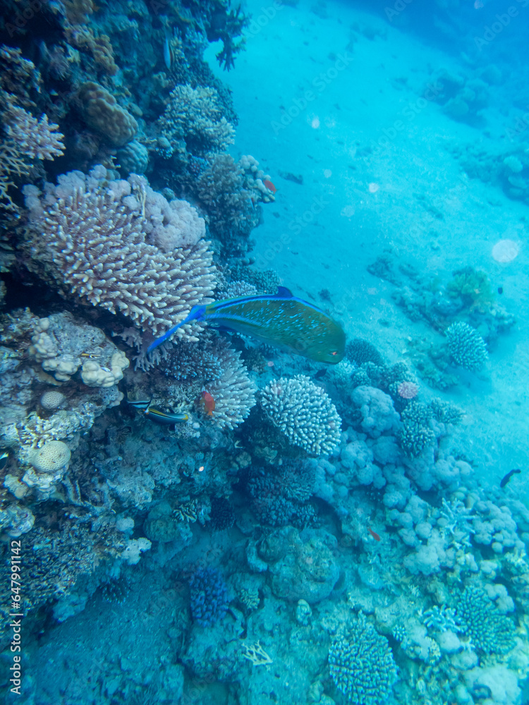 Fototapeta premium Diverse inhabitants in the coral reef of the Red Sea