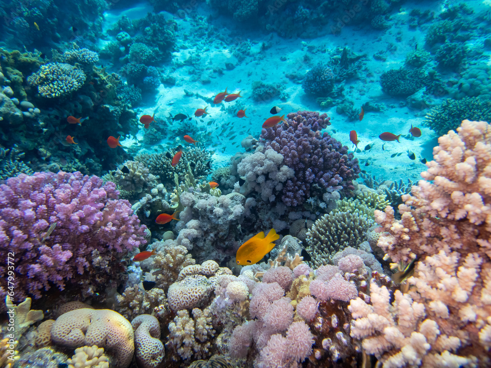 Diverse inhabitants in the coral reef of the Red Sea Diverse inhabitants in the coral reef of the Red Sea