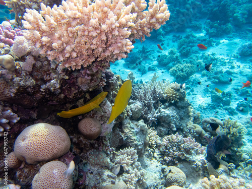 Diverse inhabitants in the coral reef of the Red Sea photo