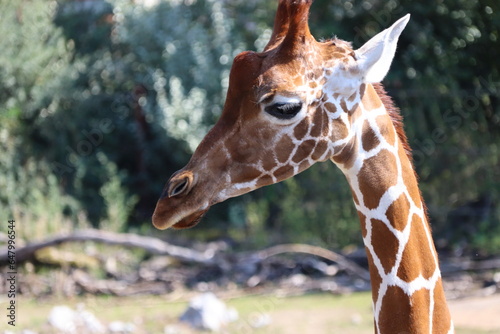 Photography giraffe in the zoo