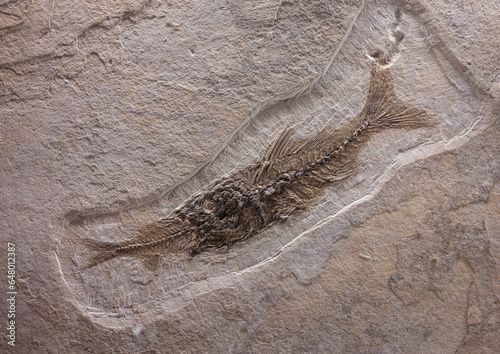 Detail of an ancient fossil of a fish eating another fish
