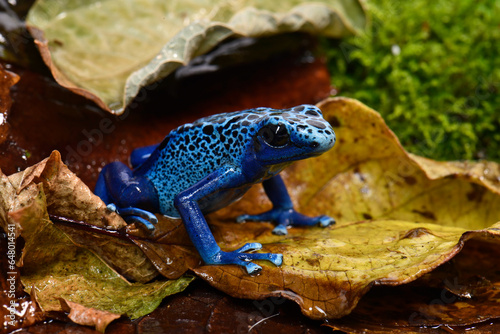 Blue poison dart frog // Blauer Pfeilgiftfrosch (Dendrobates tinctorius azureus) photo