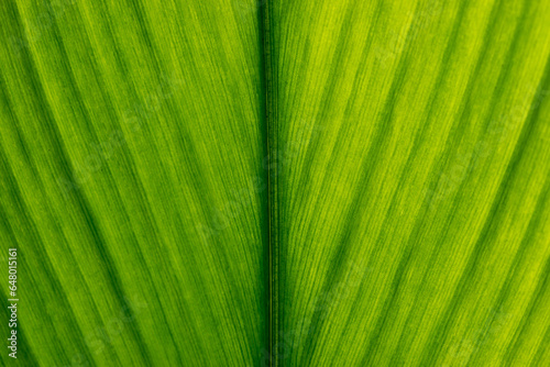 Green leaf texture. Leaf texture background, Banana palm leaf texture for design, Nature background and wallpaper