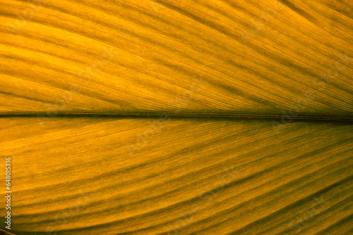 Yellow leaf texture. Leaf texture background, Banana palm leaf texture for design, Nature background and wallpaper.