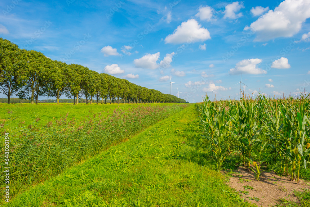 Corn in an agricultural field along trees in bright sunlight at fall, Almere, Flevoland,  Netherlands, September, 2023