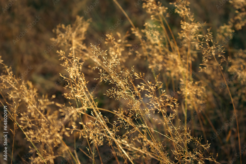 Dried grass in warm morning light. Golden coloured grass. Autumn landscape. Beauty in nature. Meadow beige background. Rural nature, close up. Peaceful autumn. Natural patterns. Dried grass in warm morning light. Golden coloured grass. Autumn landscape. Beauty in nature. Meadow beige background. Rural nature, close up. Peaceful autumn. Natural patterns.