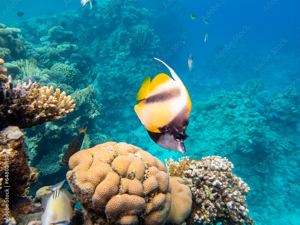 Naklejka premium Colorful inhabitants in the coral reef of the Red Sea