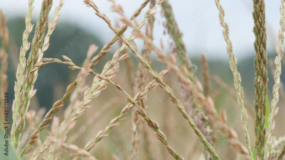 Close Up of Corn Panicle in a Flowering Maize Field Gently Swaying in the Wind on a Overcast Day Close Up of Corn Panicle in a Flowering Maize Field Gently Swaying in the Wind on a Overcast Day