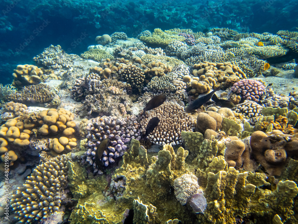 Fototapeta premium Colorful inhabitants in the coral reef of the Red Sea