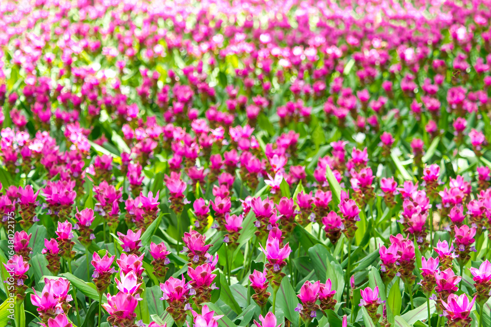 View of purple curcuma sessilis or Siam tulip flowers in the park. Selective focus.