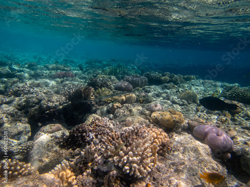 Fototapeta Naklejka Na Ścianę i Meble -  Colorful inhabitants in the coral reef of the Red Sea