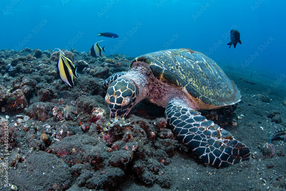 Obraz premium Hawksbill Turtle - Eretmochelys imbricata. Diving and wide angle underwater photography. Tulamben, Bali, Indonesia. 